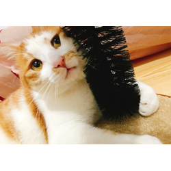 猫抓板拱桥蹭毛器